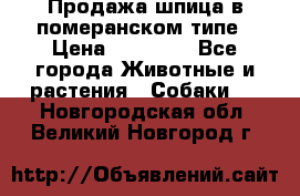 Продажа шпица в померанском типе › Цена ­ 20 000 - Все города Животные и растения » Собаки   . Новгородская обл.,Великий Новгород г.